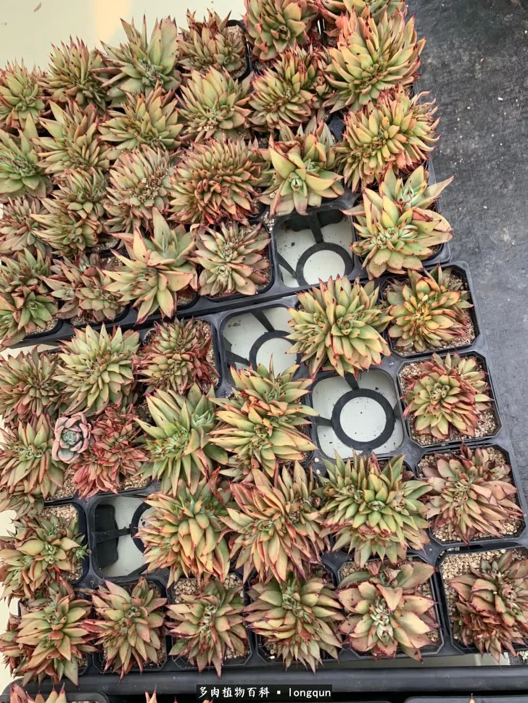 探访韩国肉锥大棚,记一次走访纪录片