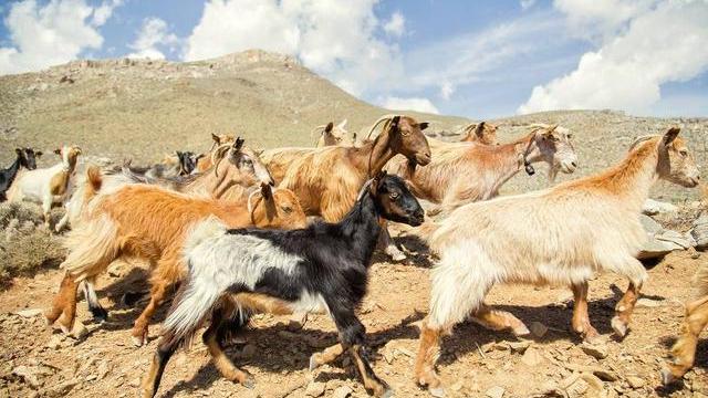 澳大利亚野山羊为什么不出口,澳大利亚野山羊不能吃吗