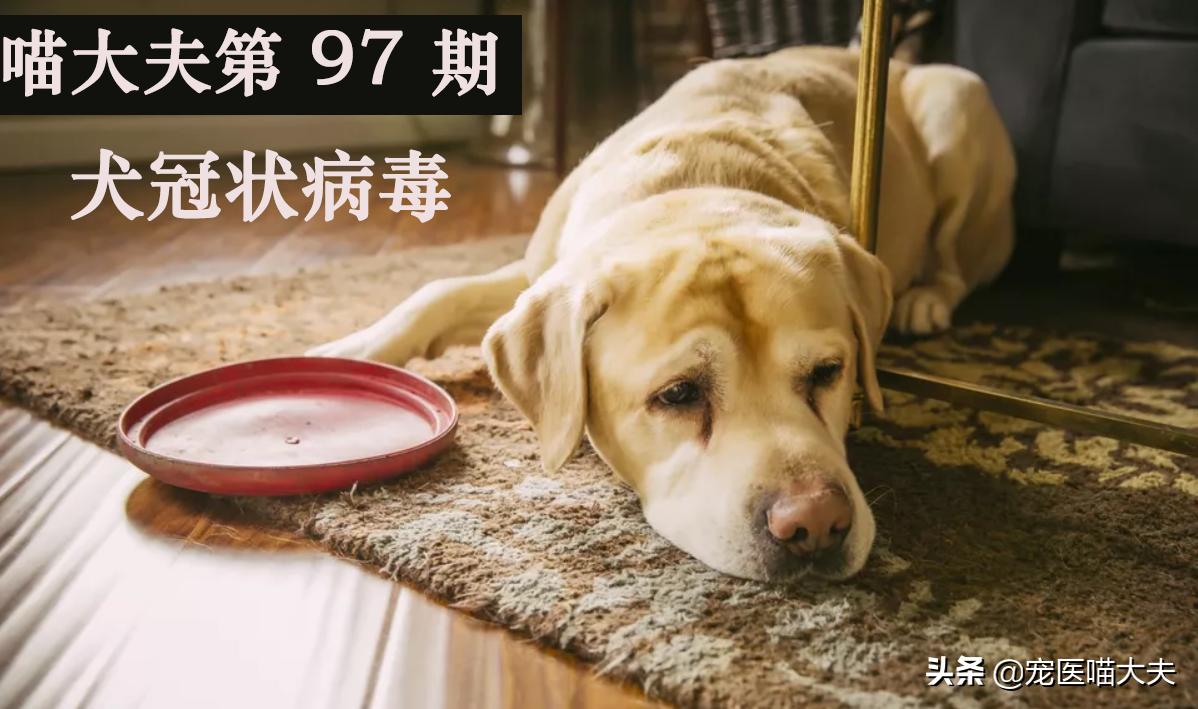 宠物犬冠状病毒怎么治疗,宠物冠状病毒是什么引起的