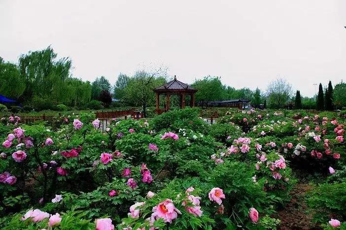 天津到菏泽看牡丹两日游,天津出发太行山旅游路线推荐
