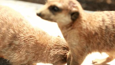 田园嘉乐比乐园纪念品,田园嘉乐比乐园活动