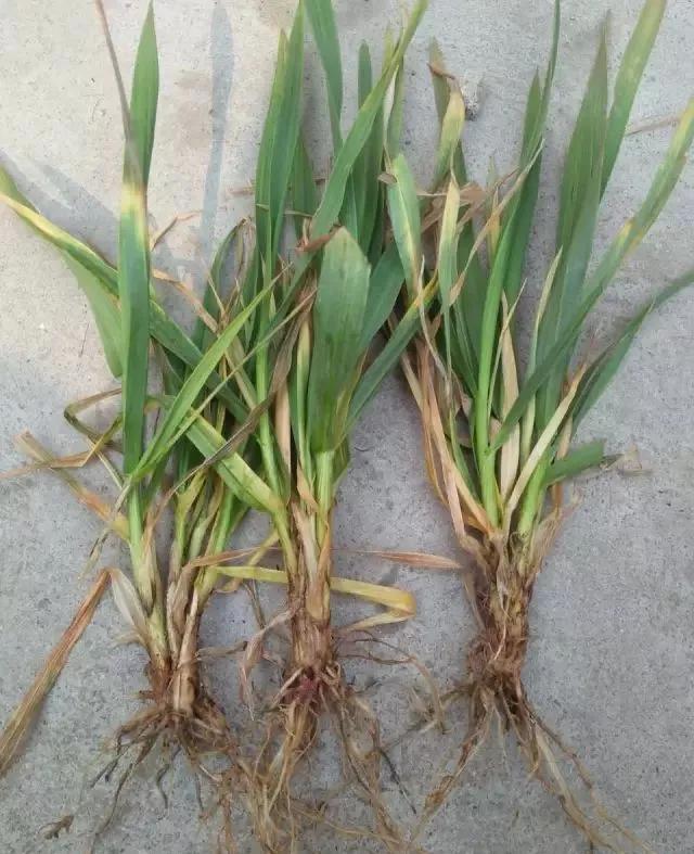 麦苗发黄枯萎根没死,麦苗枯死怎么找政府解决