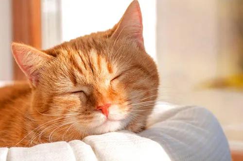 为什么养猫的人越养越多,养猫人越早知道对猫咪越好的事情