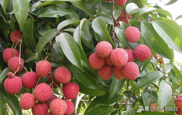 最便宜的荔枝丰收,2018越南进口荔枝价格