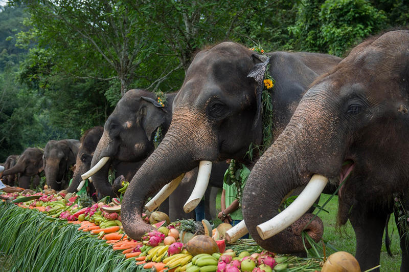 专访：亚洲象北上是整体趋势，长期投喂香蕉、菠萝、玉米等高糖、高热量食物，可能导致野象得高血压、糖尿病