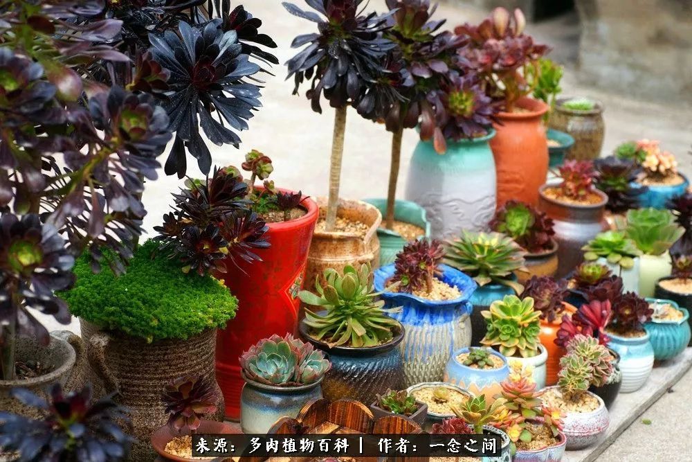 多肉牛群里的“七福神”（下）：男神篇！