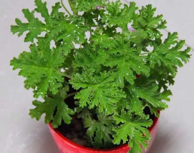 艾草对女人有好处吗,艾草对女人的4大好处