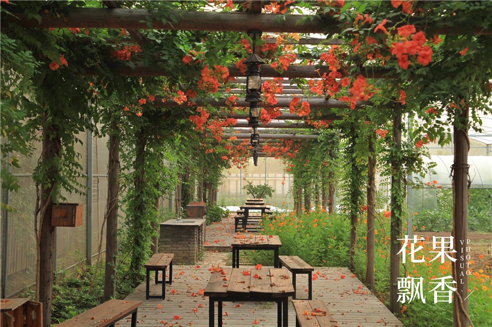 卖文化，卖创意，这家以柑橘为主题的农场好不正经