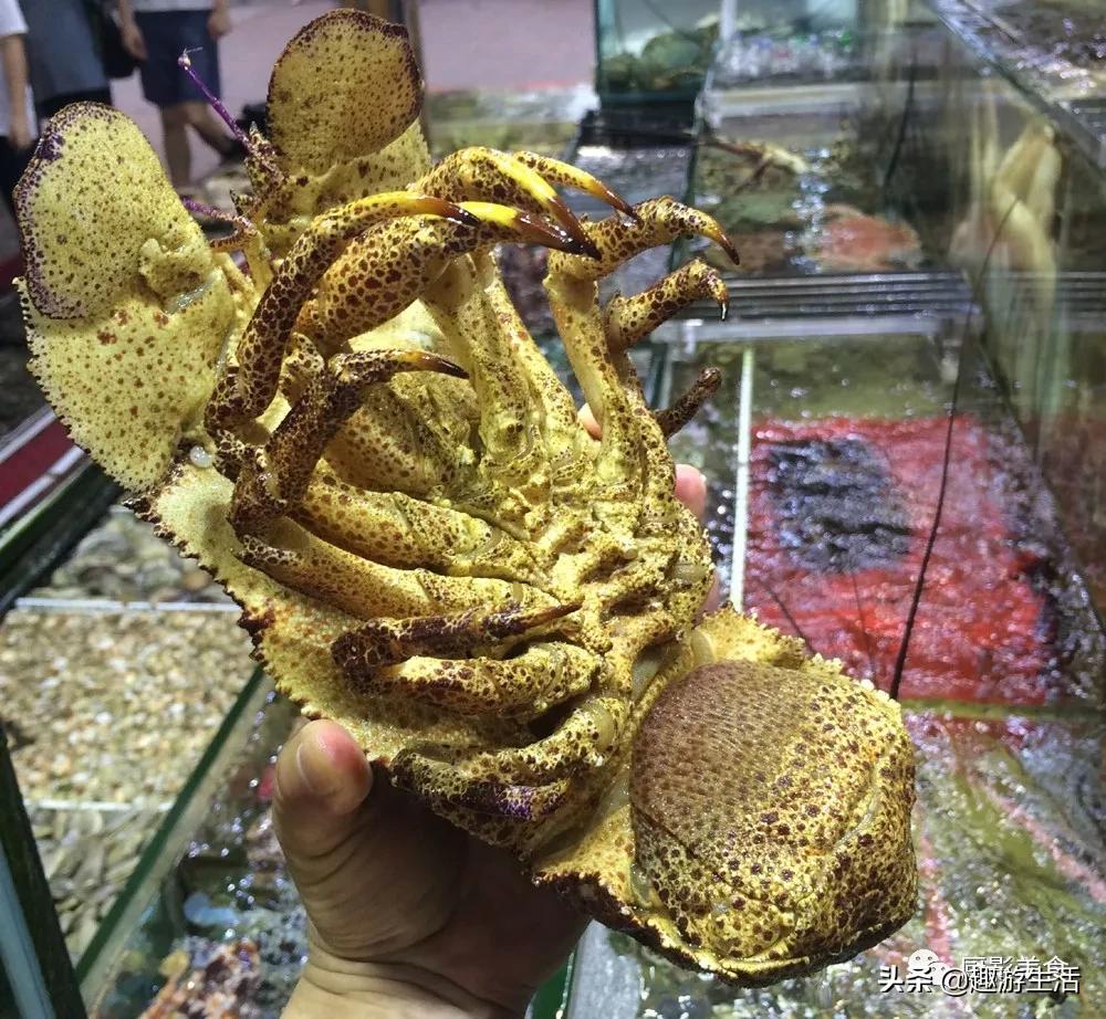 世界上的各种龙虾,世界上最大龙虾