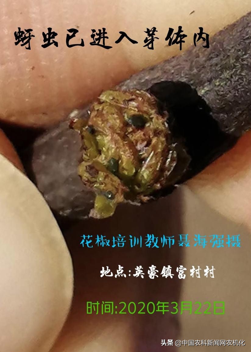 花椒蚜虫怎么治效果最好配方,氯氟啶虫脒可用于花椒防治蚜虫吗