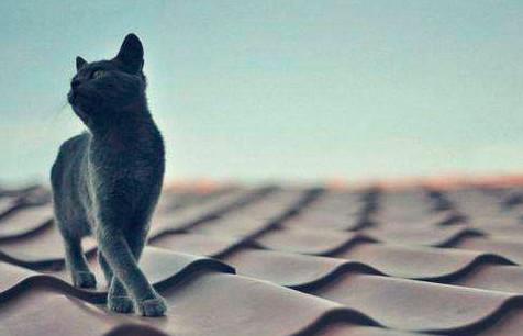 小学作文技巧总结十大要点怎么写,作文语录怎么写好