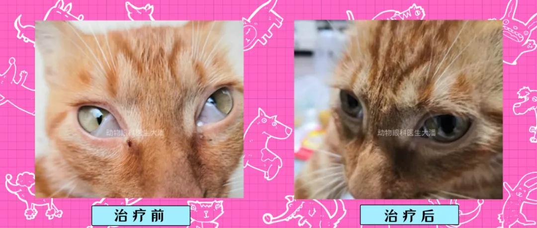 猫咪银渐层结膜炎症状,霍纳氏综合征猫会自愈吗