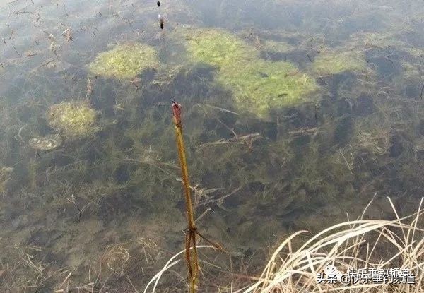 野钓小钩遇到大鱼怎么办,野钓挂钩怎么处理