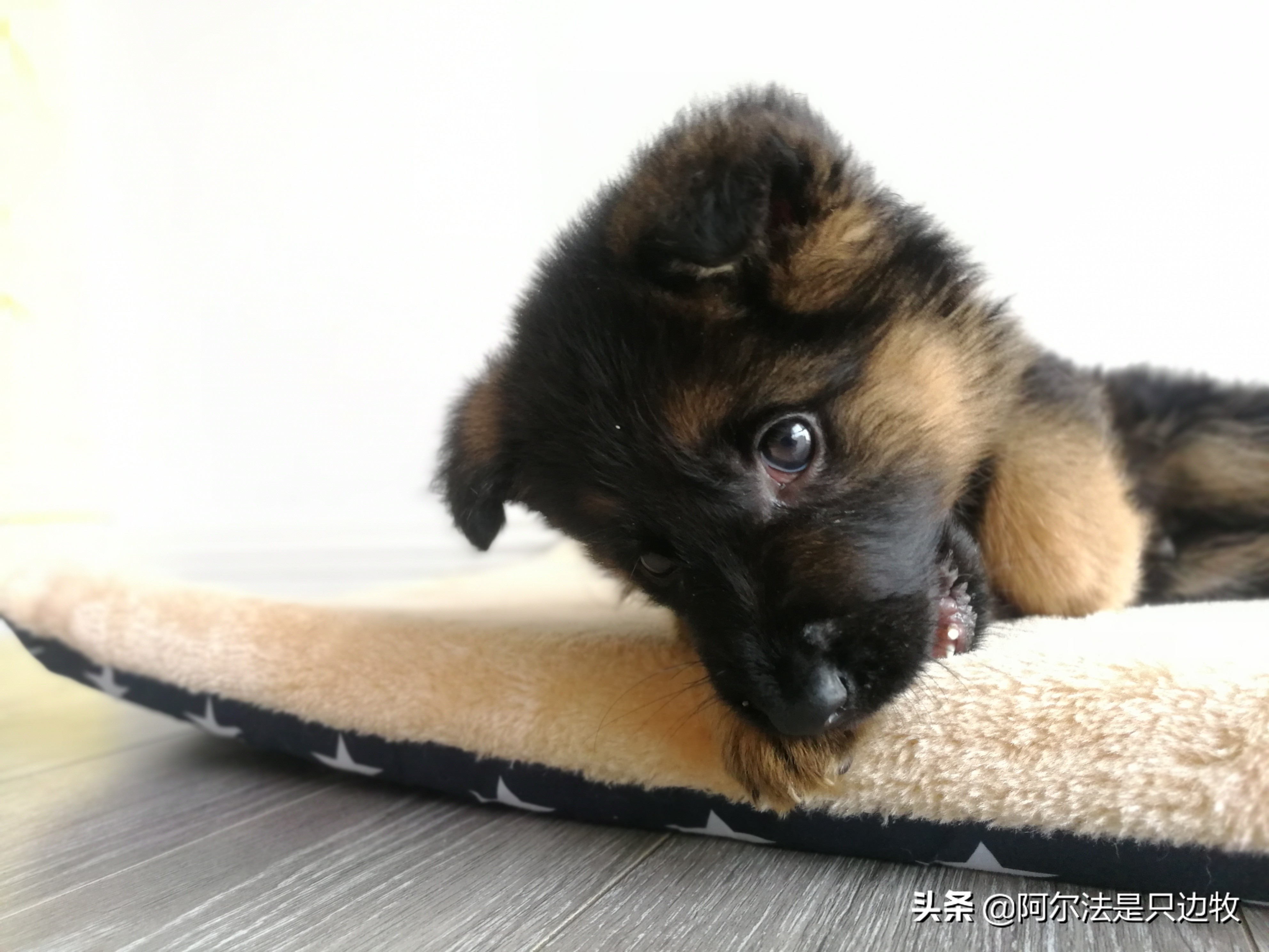 怎样用诱导剂训练狗狗定点上厕所,怎么教狗狗上厕所定点大小便