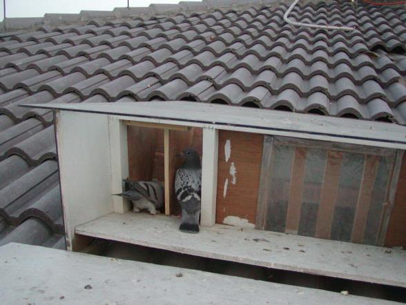 信鸽上手后翅膀好坏鉴别图,平时怎么训练信鸽上手呢