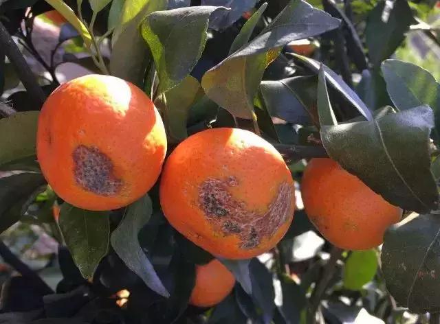 广西砂糖橘防冻技术视频,冬天沙糖桔如何盖膜