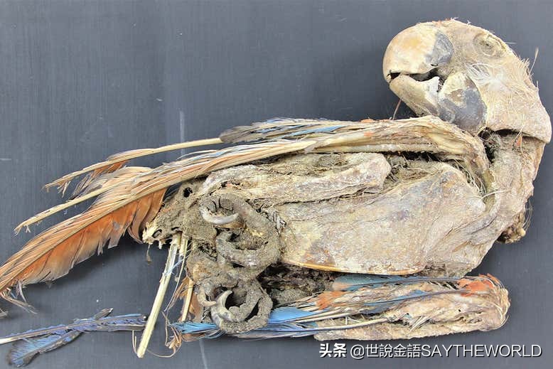 这些美丽的金刚鹦鹉,曾经作为重要货物,成为了大国贸易的主角