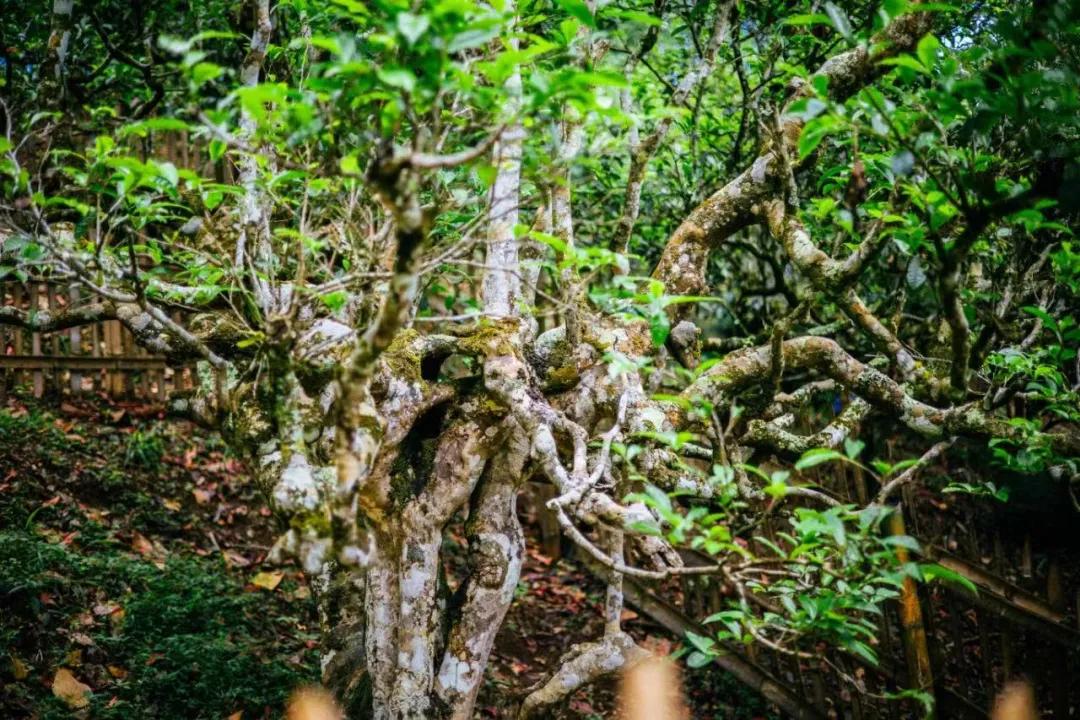 「茗边聚焦七彩云南·庆沣祥系列报道之③」浅谈百山百味