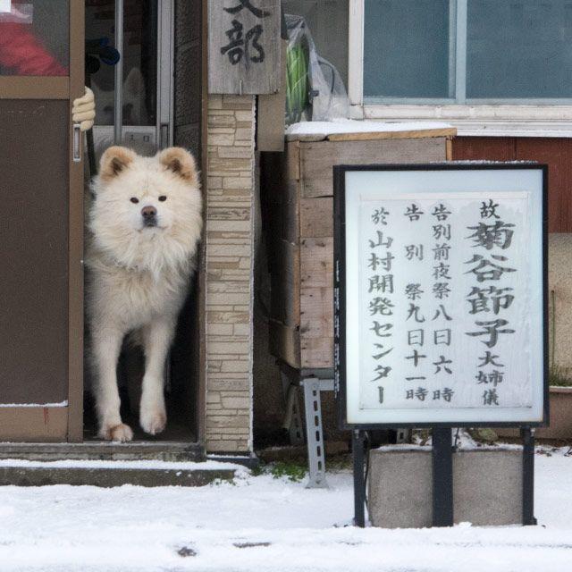 日本网红狗狗去世,日本狗死了