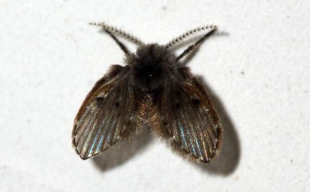 夏天衣服上的小飞虫怎么除掉,去除下水道的顽固小飞虫