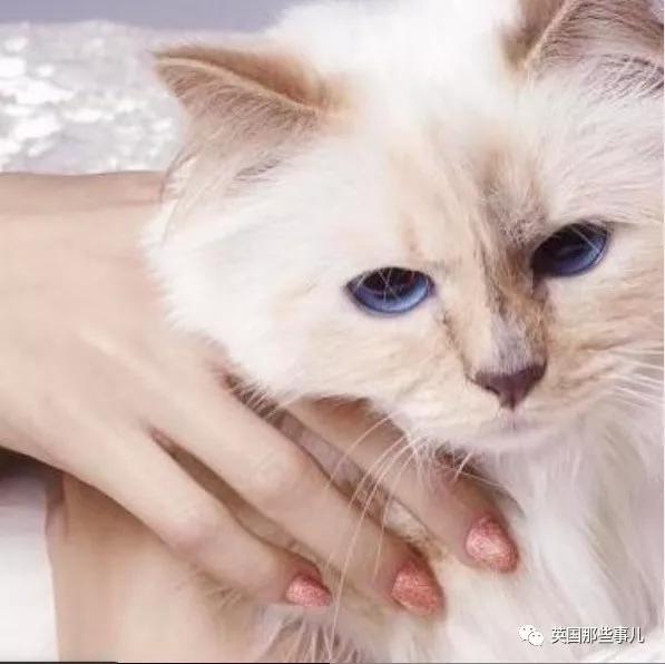 老佛爷的猫继承多少遗产,老佛爷去世后财产留给了一只猫