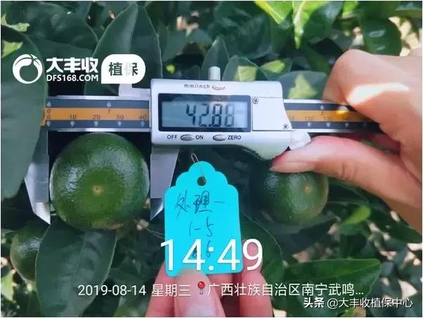 怎样管理柑橘中等果多,柑橘果柄增粗有什么办法