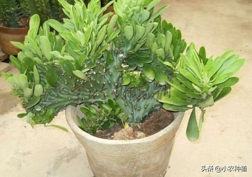 麒麟掌有毒吗,麒麟掌有没有毒性