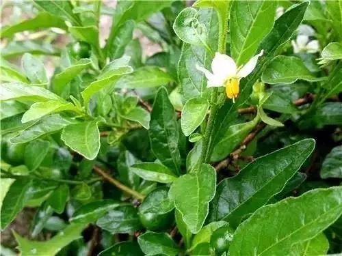 农村常见野花野草,这些野菜农村随处见