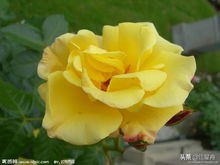 玫瑰的花语100句,一朵盛开的玫瑰花语