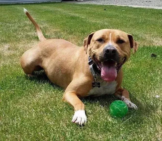 狗狗带出门就乱跑,带狗狗出门老是乱跑怎么办