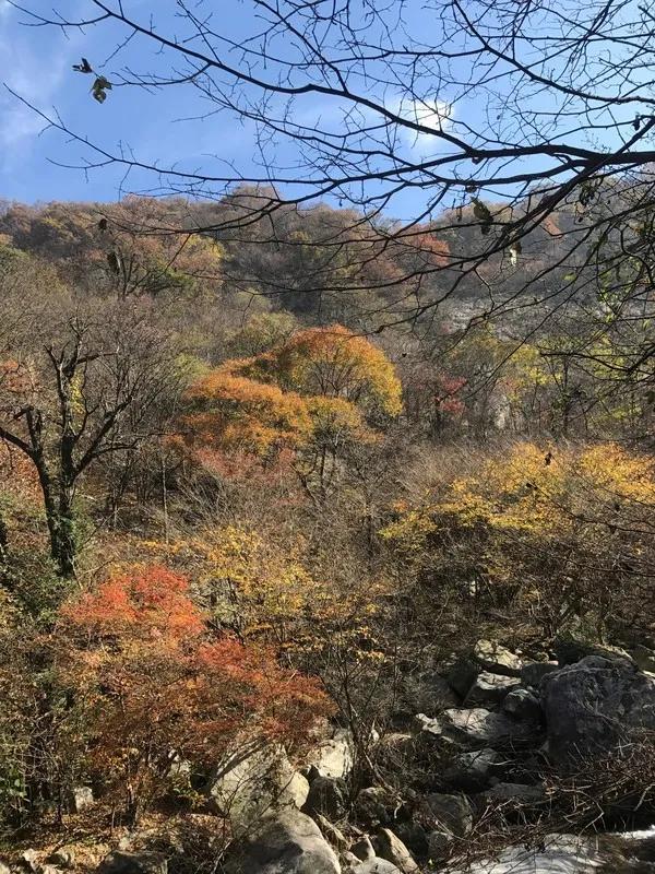 金寨为爱殉情,金寨牺牲了多少人