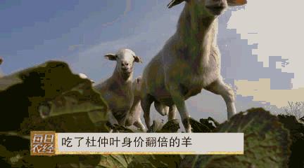 吃得了杜仲，卖的出价钱的羊