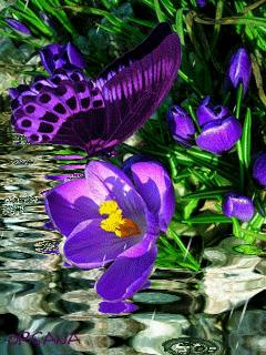 海边水中玫瑰花图片高清大图,最美山水花草倒影图片