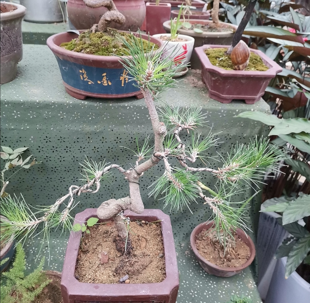 十种不适合做盆景的植物,盆景不用浇水品种