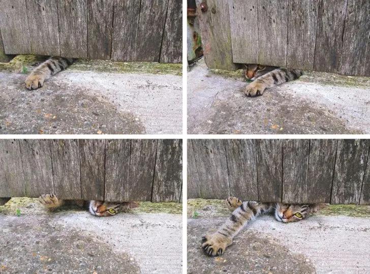 与陌生的猫接触,两只不认识的猫咪相遇会发生什么