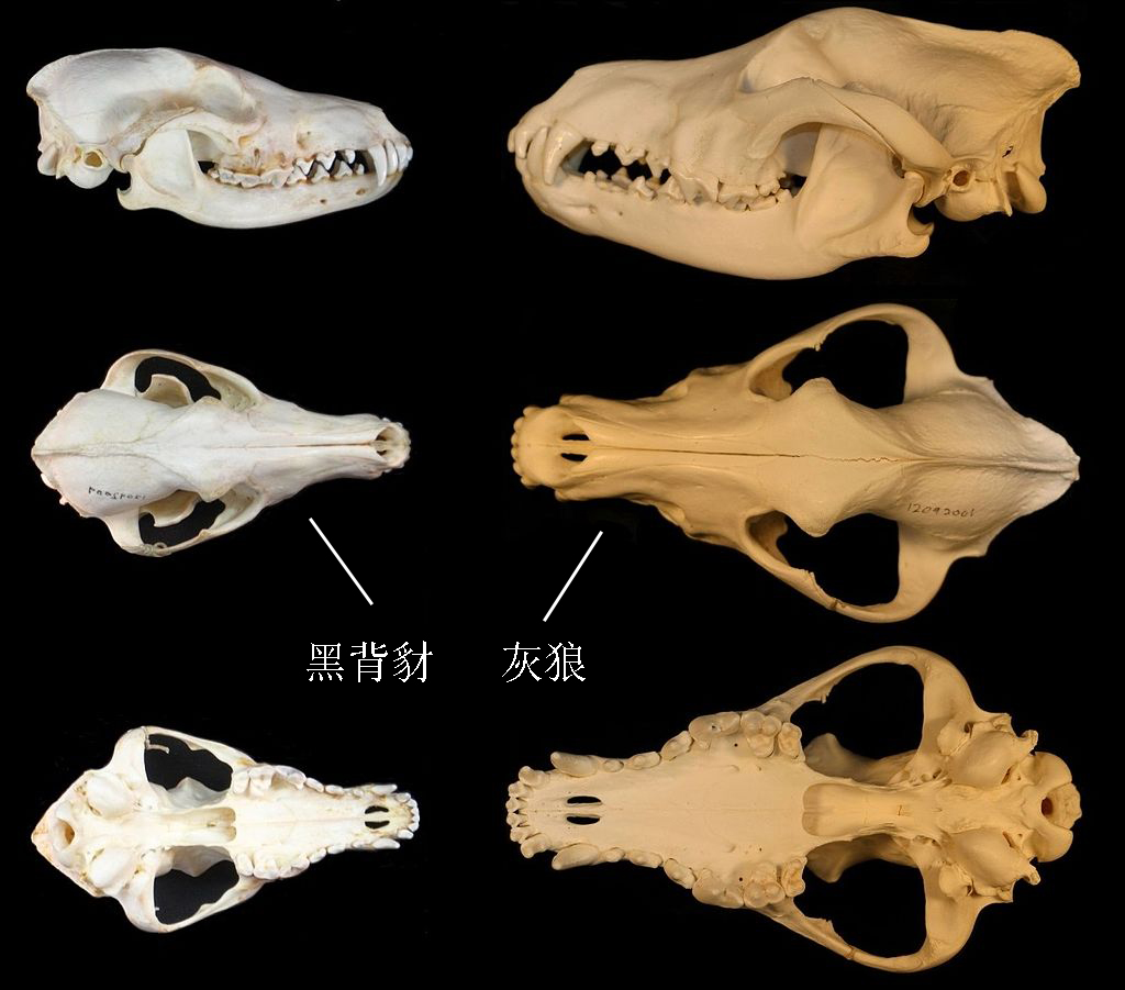 黑背胡狼智谋最高吗,黑背胡狼的弱点