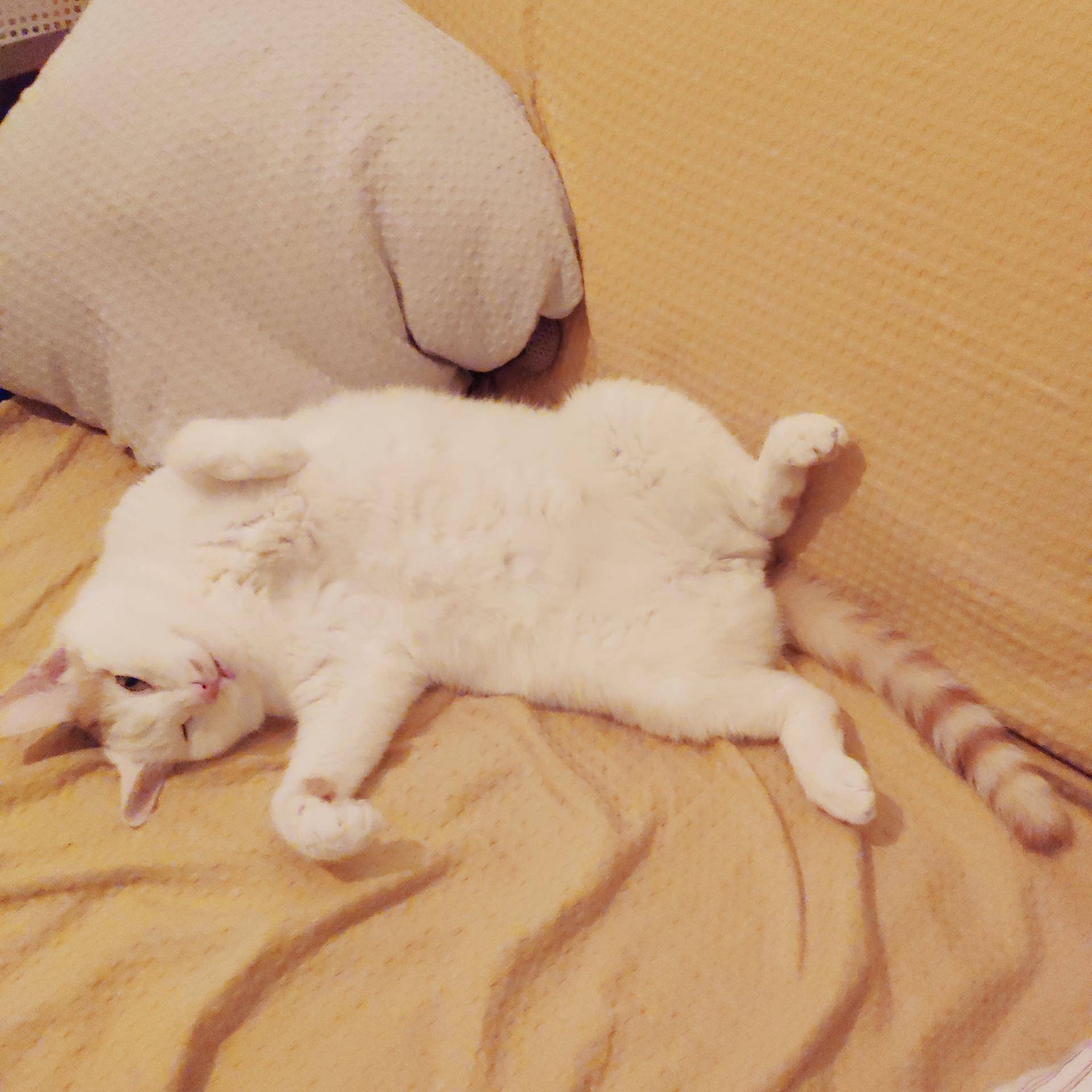 猫毛梳毛神器推荐,去猫毛神器推荐实测有效第一