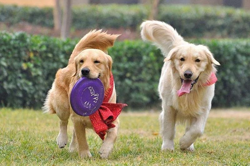 三个人逗一只狗,一只狗开心的日常