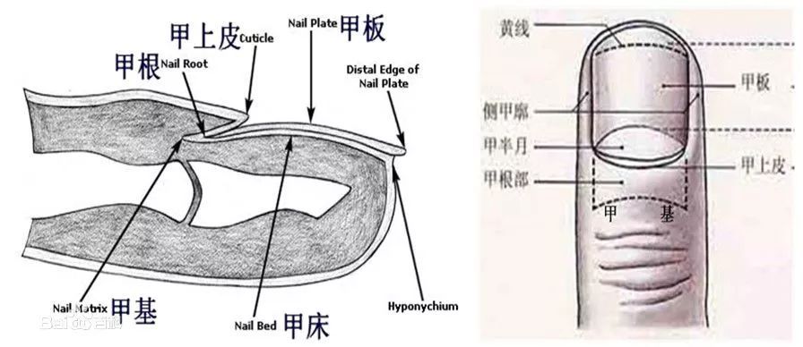 甲沟炎拔完很痛,学会小妙招或能告别甲沟炎