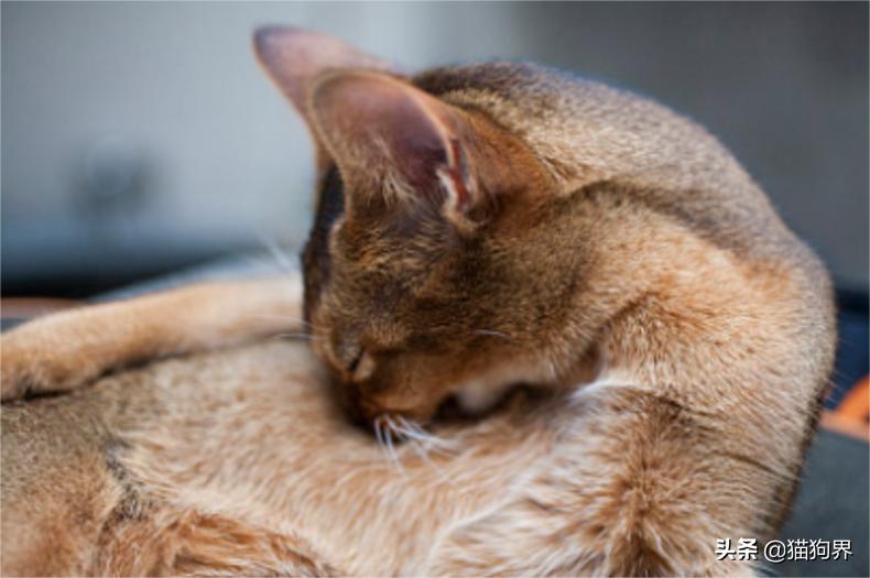 养猫咪喜欢抓东西怎么解决,猫咪爱抓家具怎么办