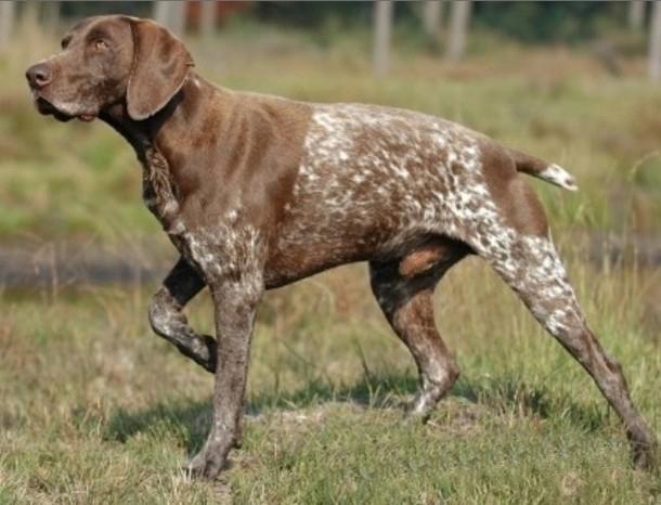 世界上一百种狗的图片,世界十种名贵狗