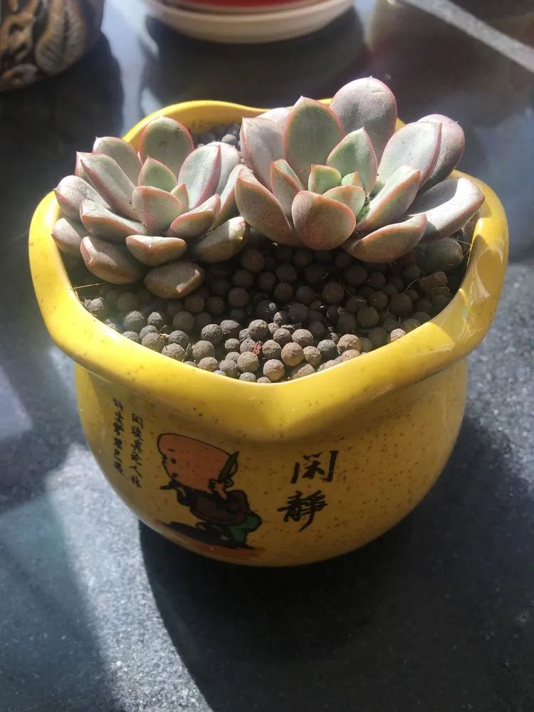 多肉新年寄语,养多肉七八年用心沉淀静待花开