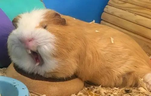 遇到惊吓便流产！天竺鼠胆子到底有多小？为啥会如此胆小呢？