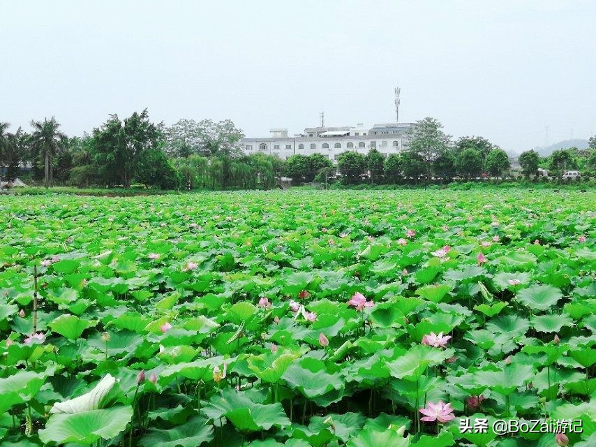 自驾广西有哪些好玩的,自驾游从广西出发去哪比较好玩