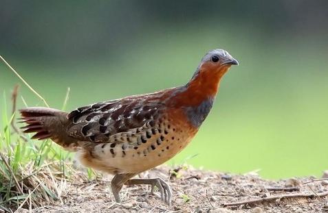 东江揽胜,惠州淡水常见鸟类图谱