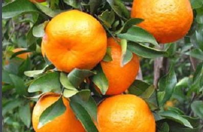 土家合渣是哪里的菜,合渣是哪里的特产