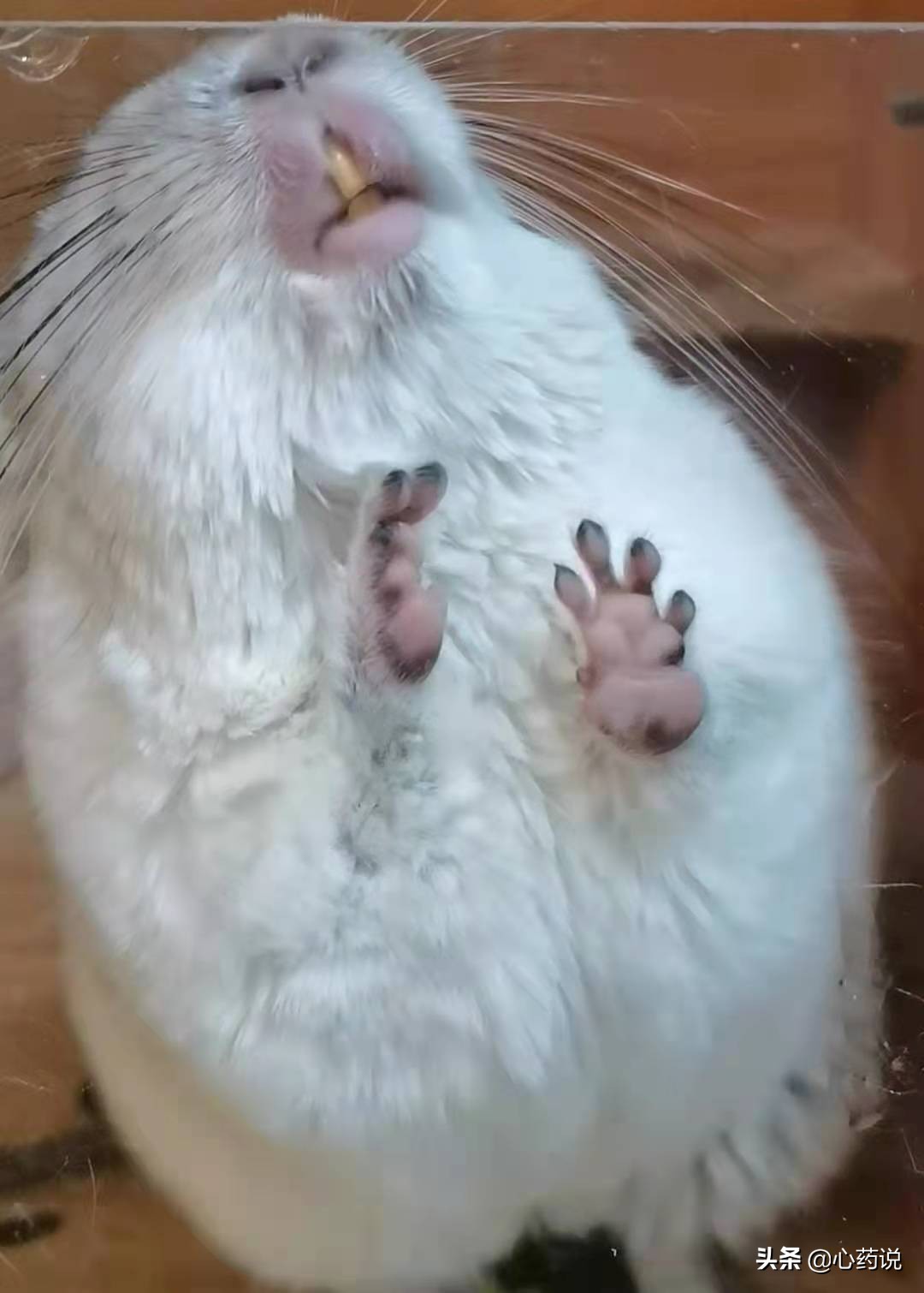 心药语音视频,心药讲解