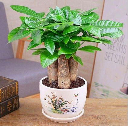 发财树什么样的情况下还能救活,发财树很细怎么办