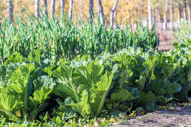 梦中的菜园小视频,我的梦中菜地