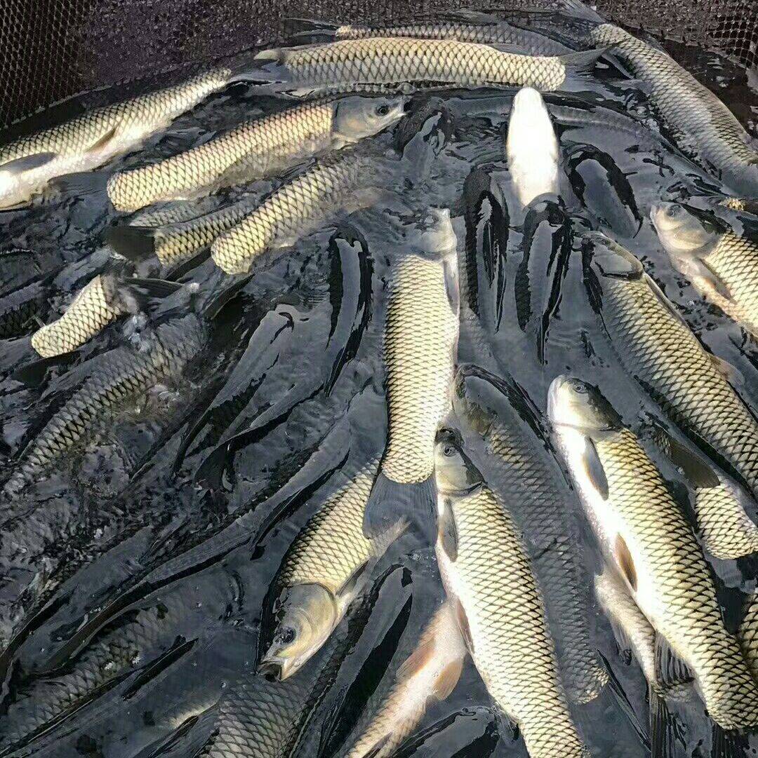 水产em菌阴天雨天可以使用吗,em菌在水产中的作用和注意事项